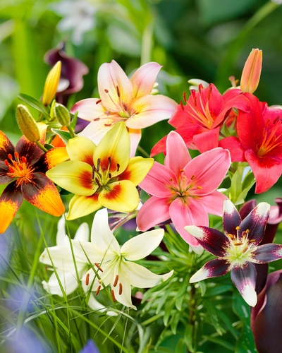 LILIUM ASIATIC MIX 50 kusov